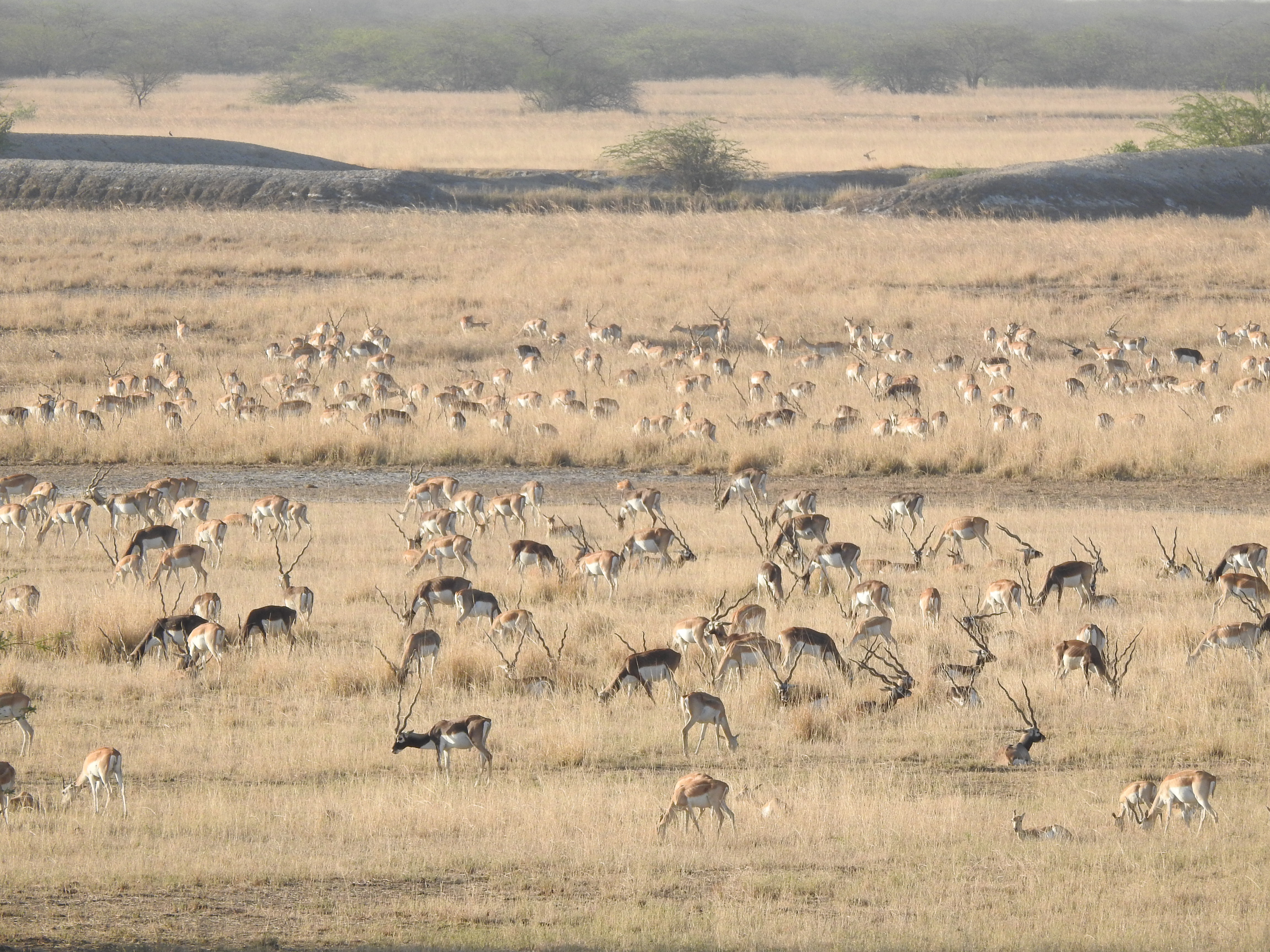 Velavadar National Park